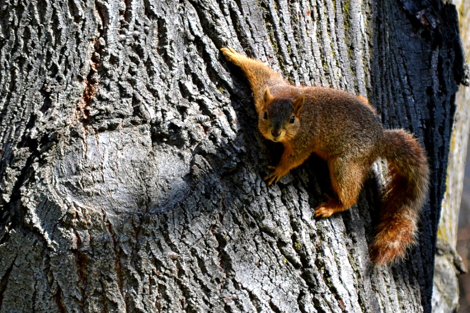 Brown Squirrel On Brown Slab photo