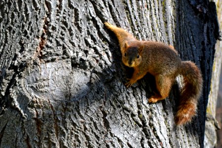 Brown Squirrel On Brown Slab