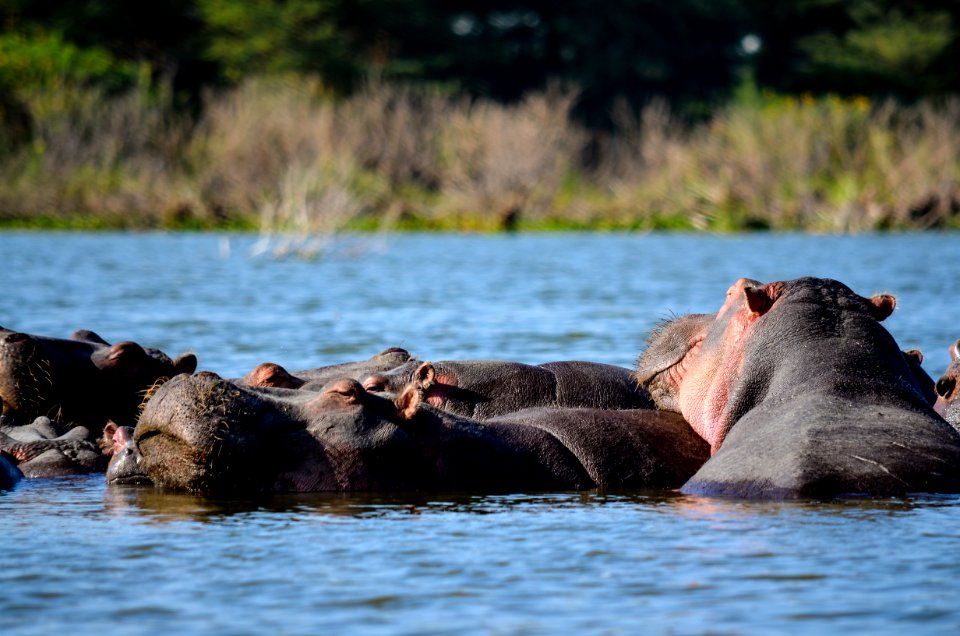 Hippopotamus In The Water