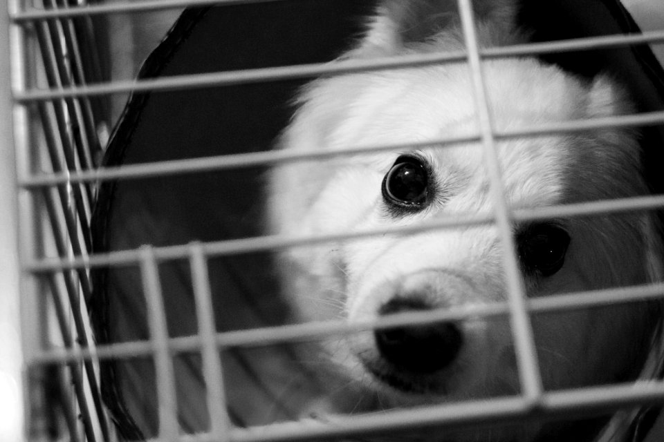 White Dog Inside The Cage