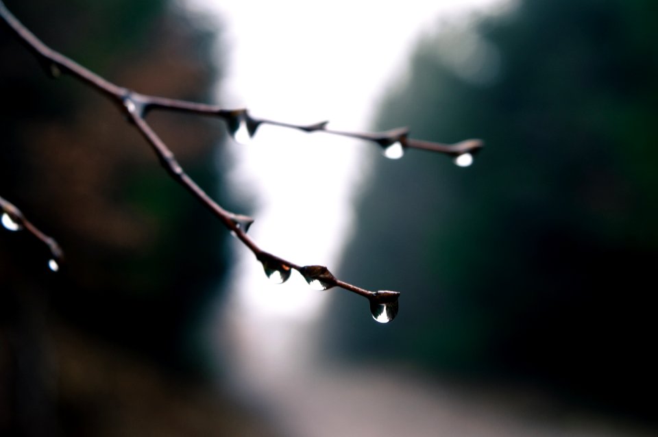 Black Tree Branch