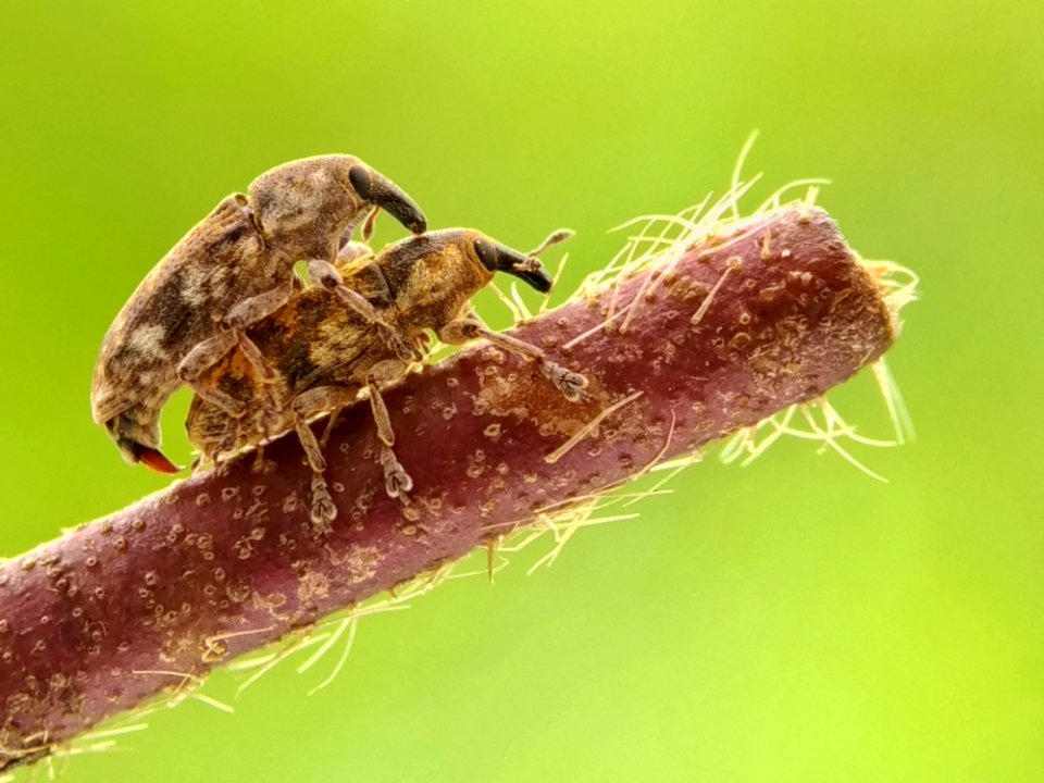 Two Brown Beetles Mating On Brown Stick