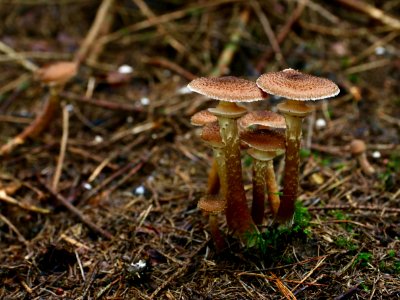 Fungus Mushroom Edible Mushroom Penny Bun