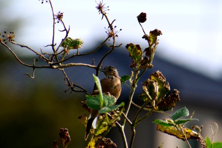 Bird Branch Flora Fauna photo