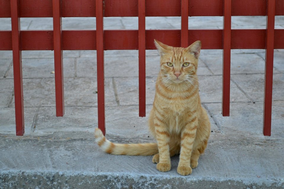 Cat Small To Medium Sized Cats Fauna Whiskers