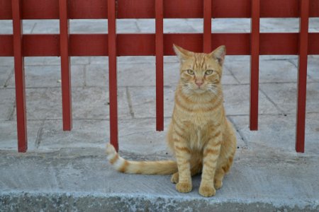 Cat Small To Medium Sized Cats Fauna Whiskers