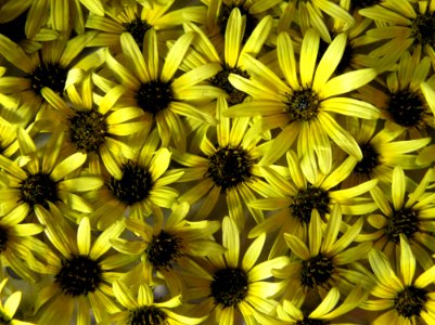 Flower Yellow Flora Sunflower