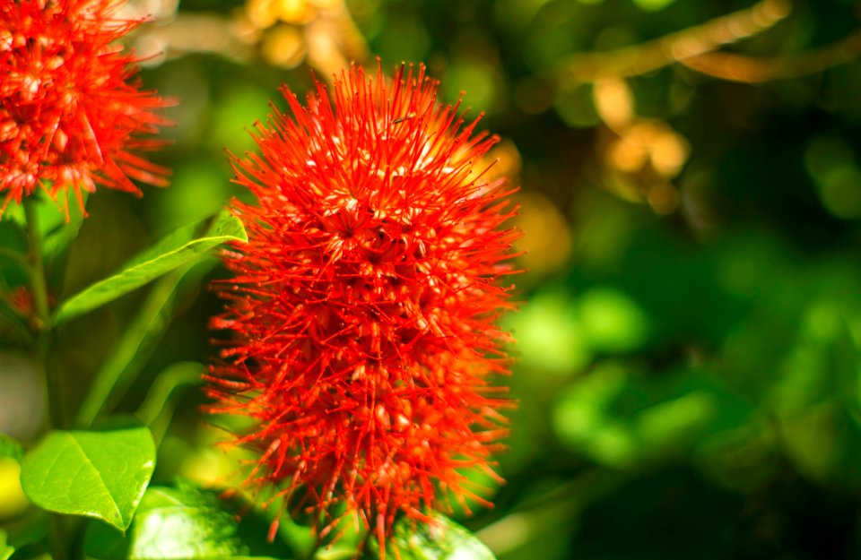 Vegetation Flora Flower Rambutan