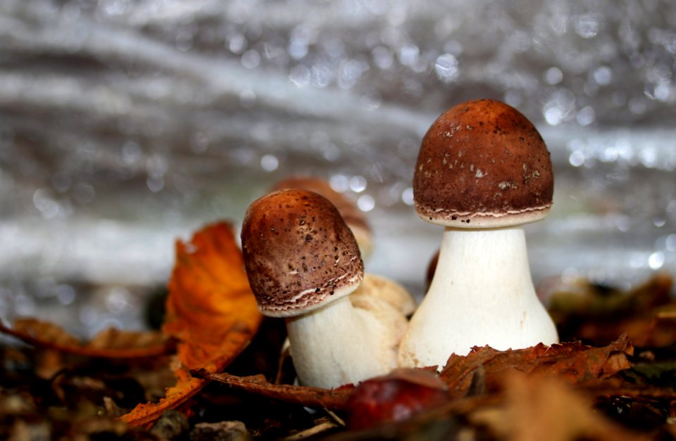 Mushroom Fungus Penny Bun Edible Mushroom photo