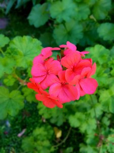 Flower Plant Flowering Plant Flora