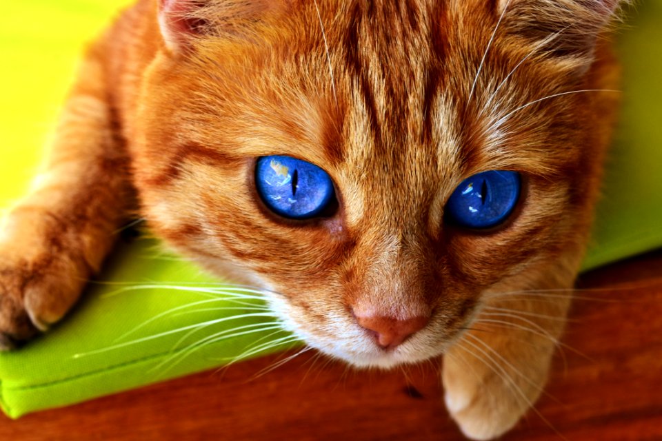 Cat Whiskers Small To Medium Sized Cats Nose
