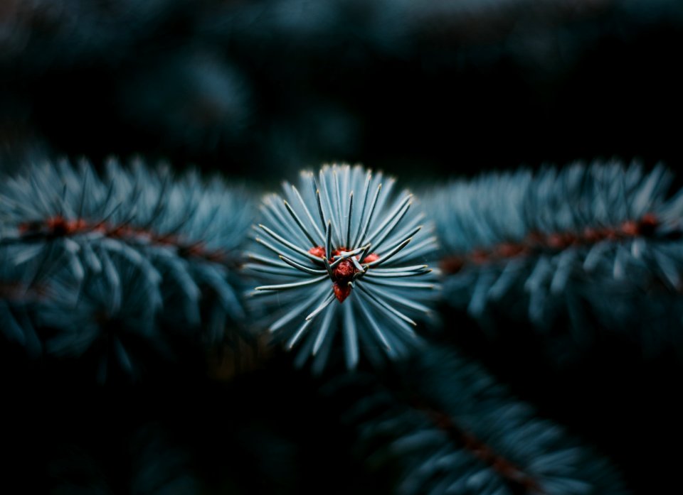 Close Up Macro Photography Atmosphere Of Earth Sky
