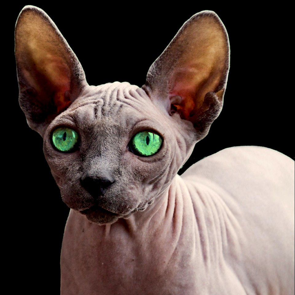 Cat Hairless Cat Sphynx Donskoy