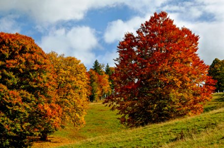 Nature Autumn Temperate Broadleaf And Mixed Forest Ecosystem photo