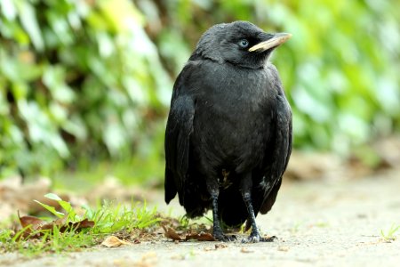 Bird American Crow Rook Crow Like Bird photo