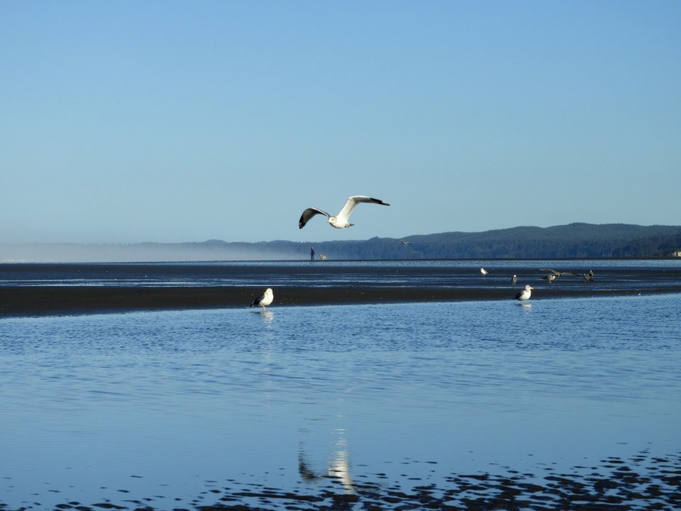 Waterway Water Sea Bird photo