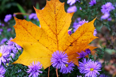 Leaf Autumn Flora Flower photo