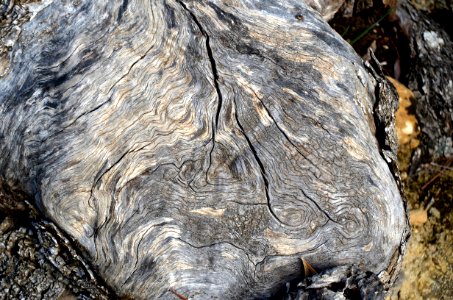 Rock Tree Bedrock Wood photo