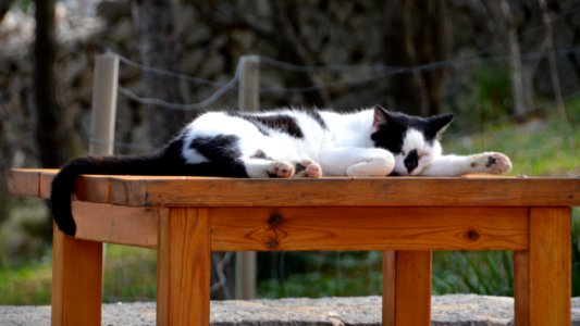 Cat Small To Medium Sized Cats Fauna Cat Like Mammal