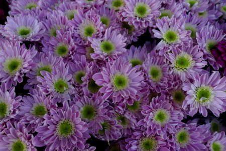 Flower Plant Purple Chrysanths photo
