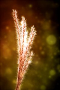 Close Up Macro Photography Sunlight Sky