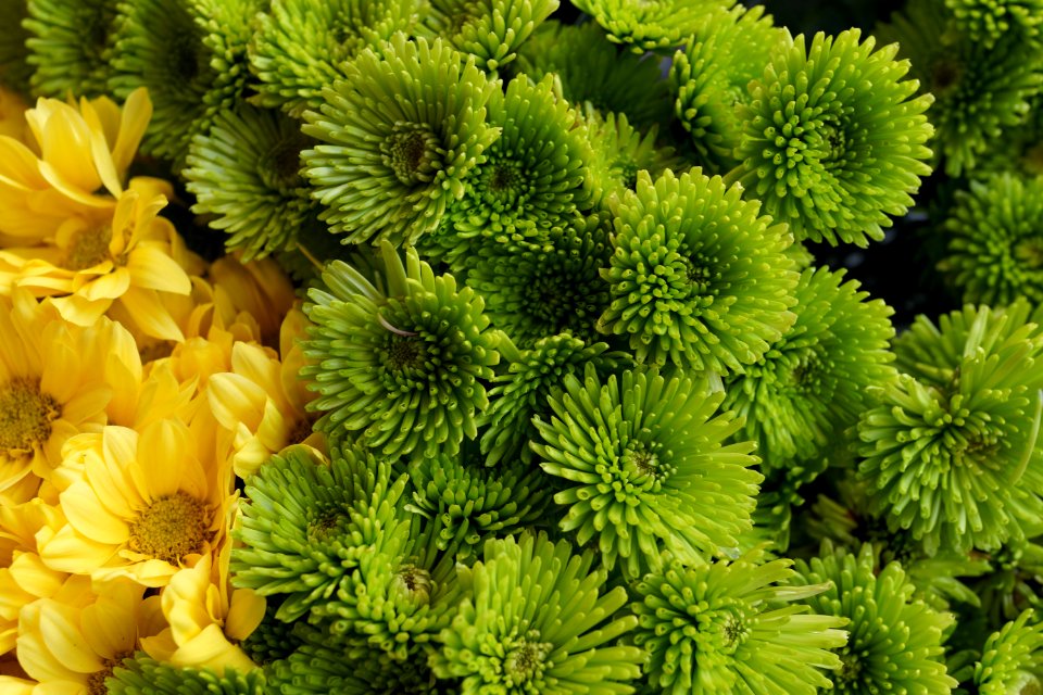 Flower Plant Chrysanths Tree