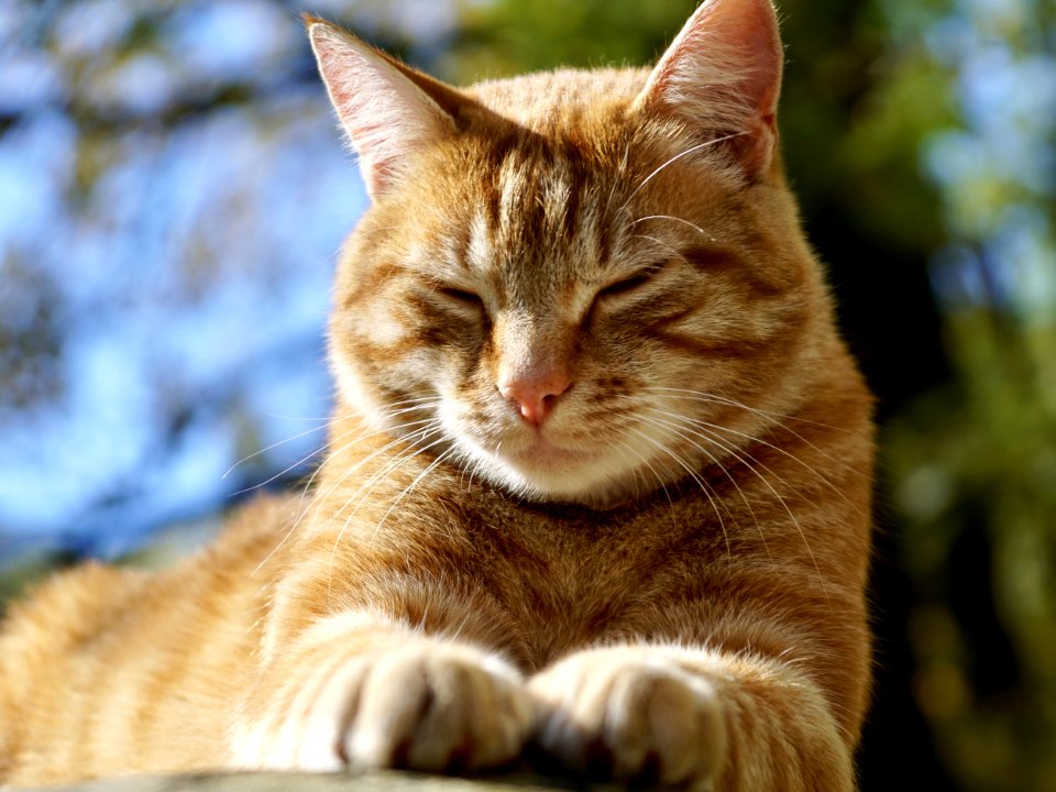 Cat Whiskers Mammal Fauna