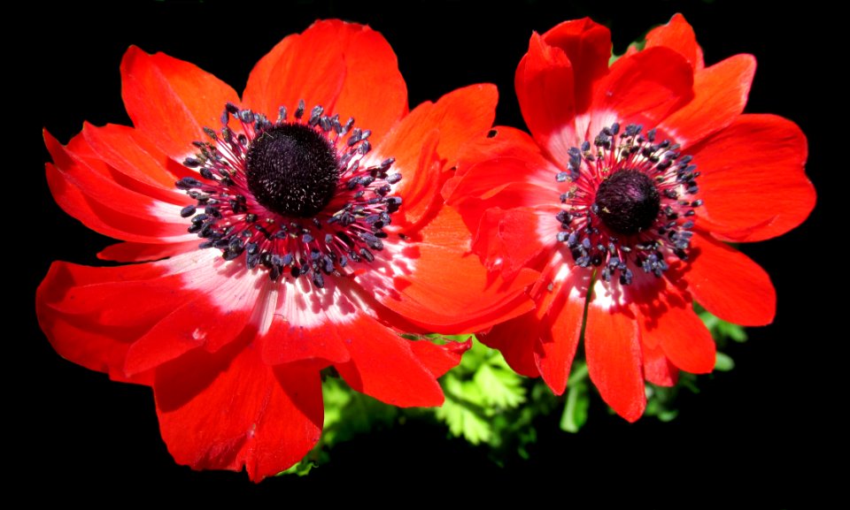 Flower Flowering Plant Petal Anemone