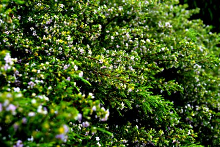 Plant Vegetation Flora Leaf