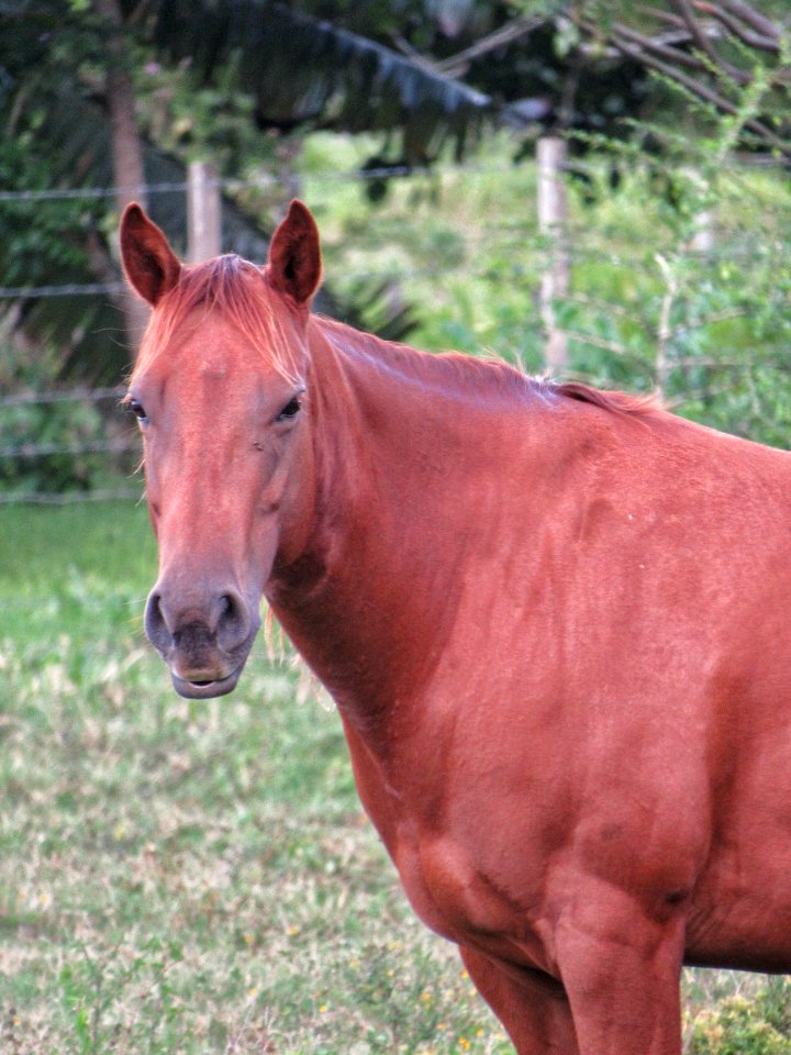 Horse Mane Mare Horse Like Mammal