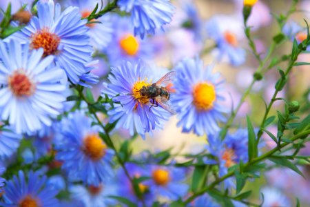 Flower Aster Spring Nectar