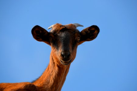 Fauna Wildlife Cattle Like Mammal Horn photo