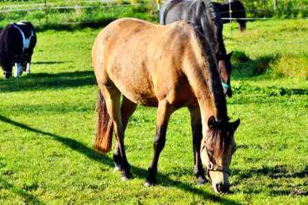 Horse Pasture Grazing Grass