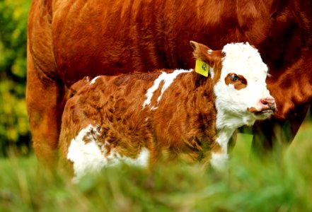 Cattle Like Mammal Dairy Cow Fauna Grass photo