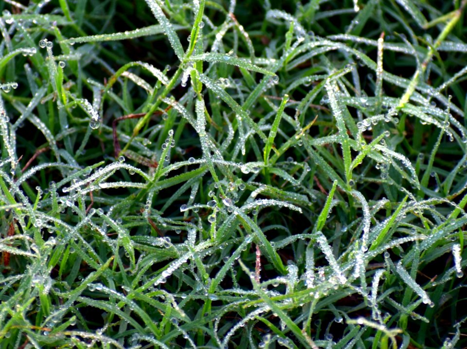 Plant Grass Water Flora