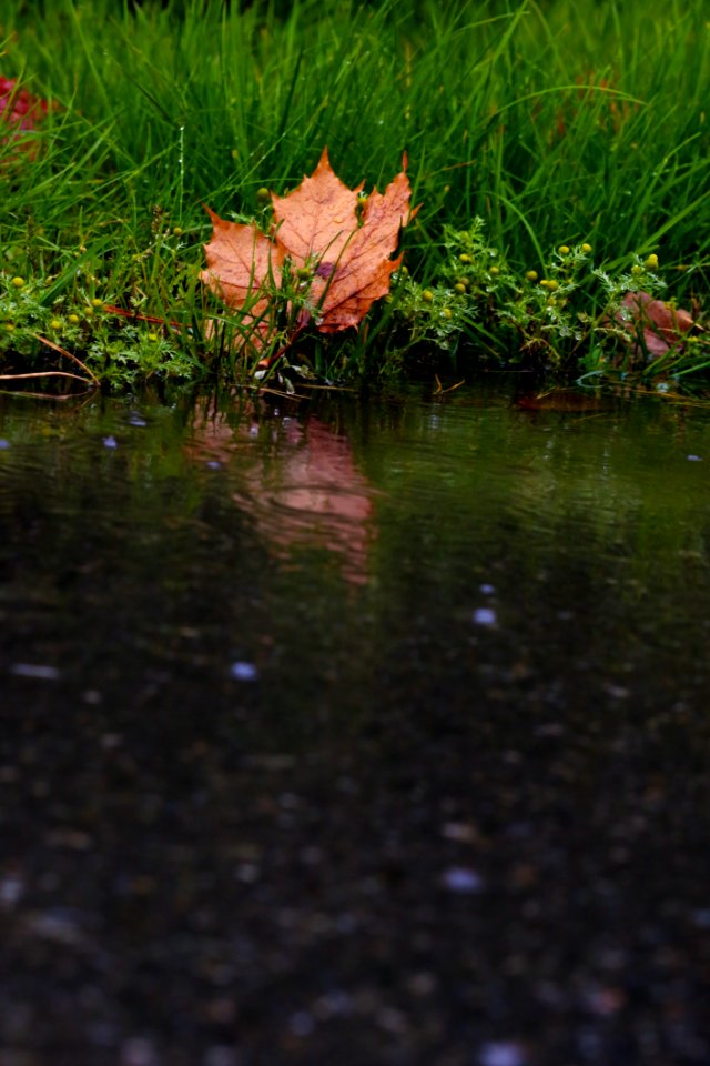 Water Reflection Leaf Vegetation