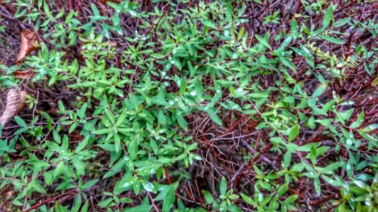 Plant Grass Flora Herb