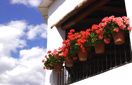 Flower Red Sky Plant