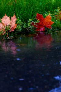 Water Flower Leaf Reflection