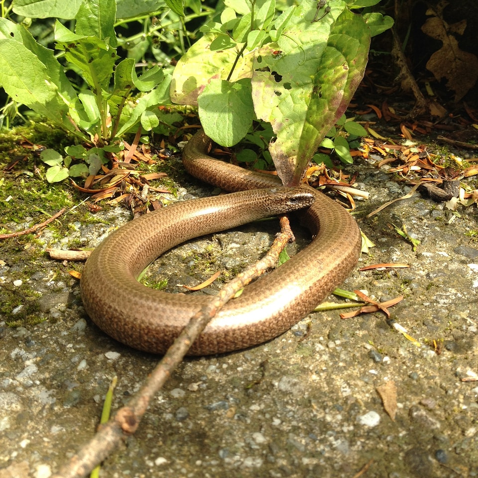 Orvet nature animal