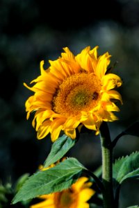 Flower Sunflower Yellow Sunflower Seed