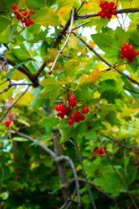 Plant Berry Fruit Rowan