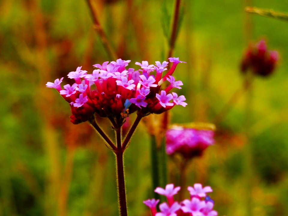 Flower Flora Plant Pink photo