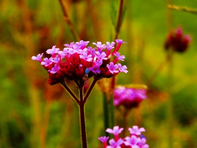 Flower Flora Plant Pink