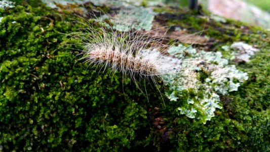 Plant Vegetation Flora Moss