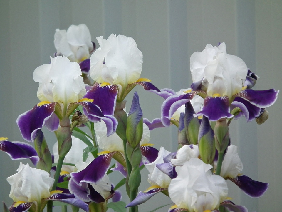White purple colorful