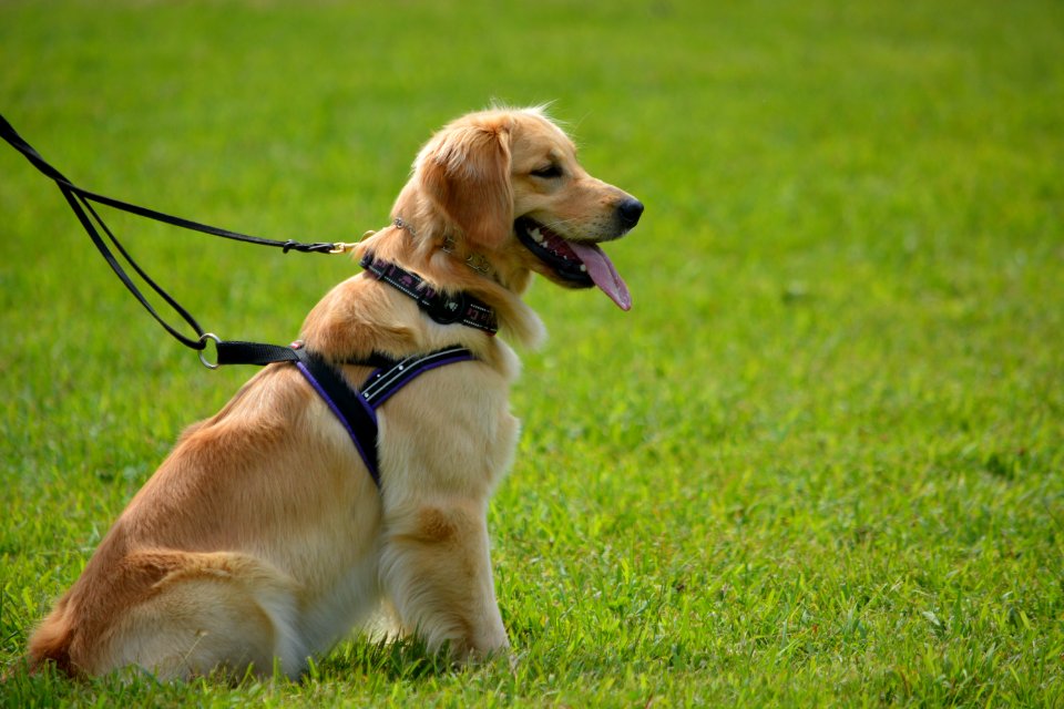 Dog Dog Breed Mammal Dog Like Mammal