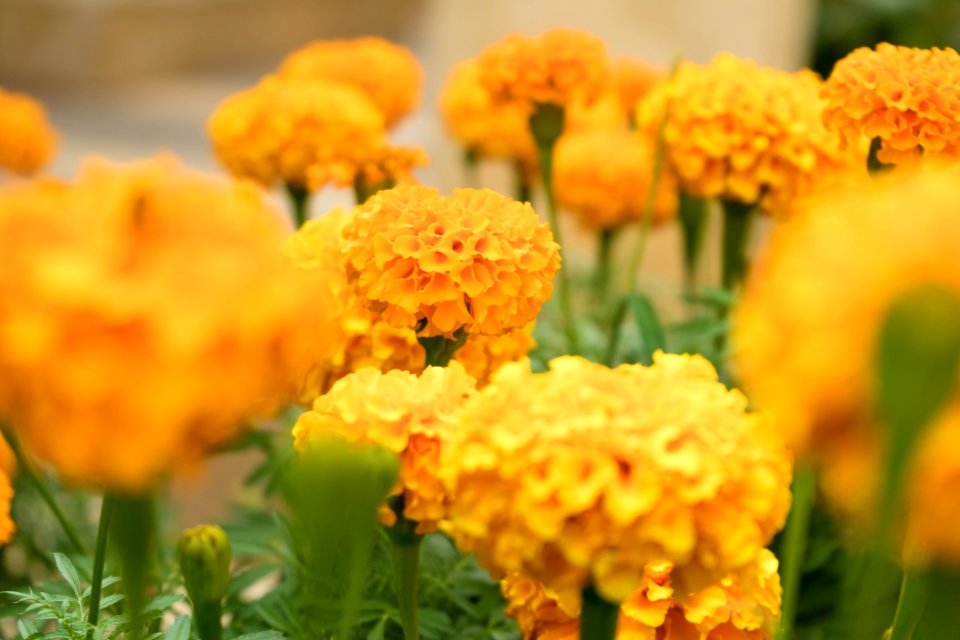 Yellow Flower Spring Annual Plant