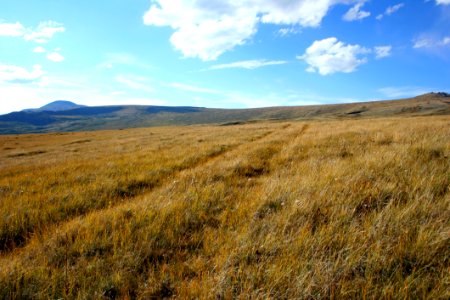 Grassland Ecosystem Prairie Steppe photo