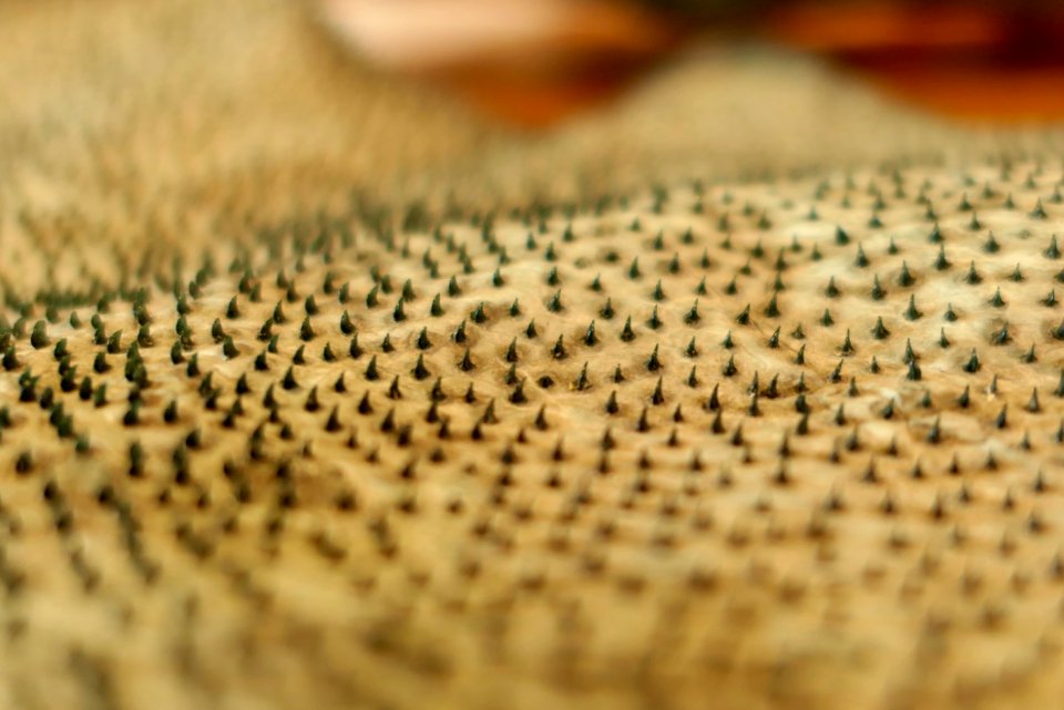 Close Up Macro Photography Wood